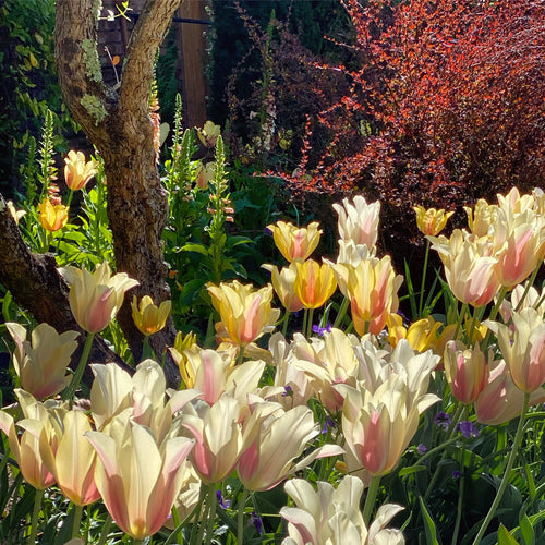 At Home in the Garden
