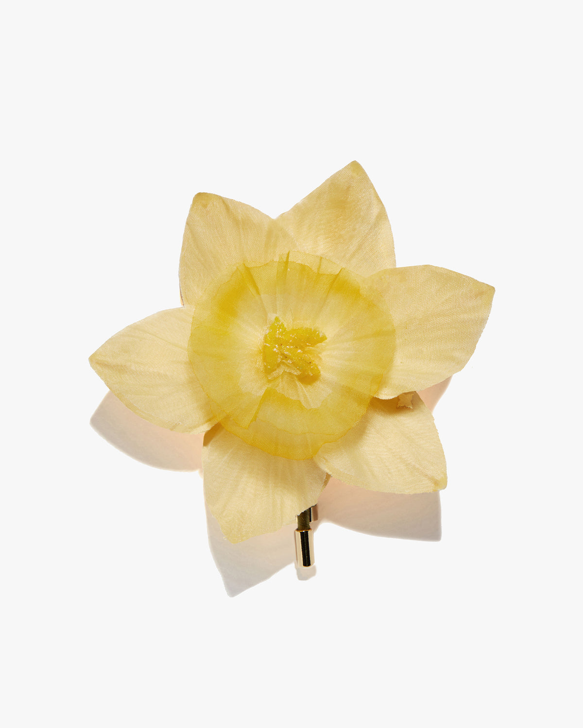 The Daffodil