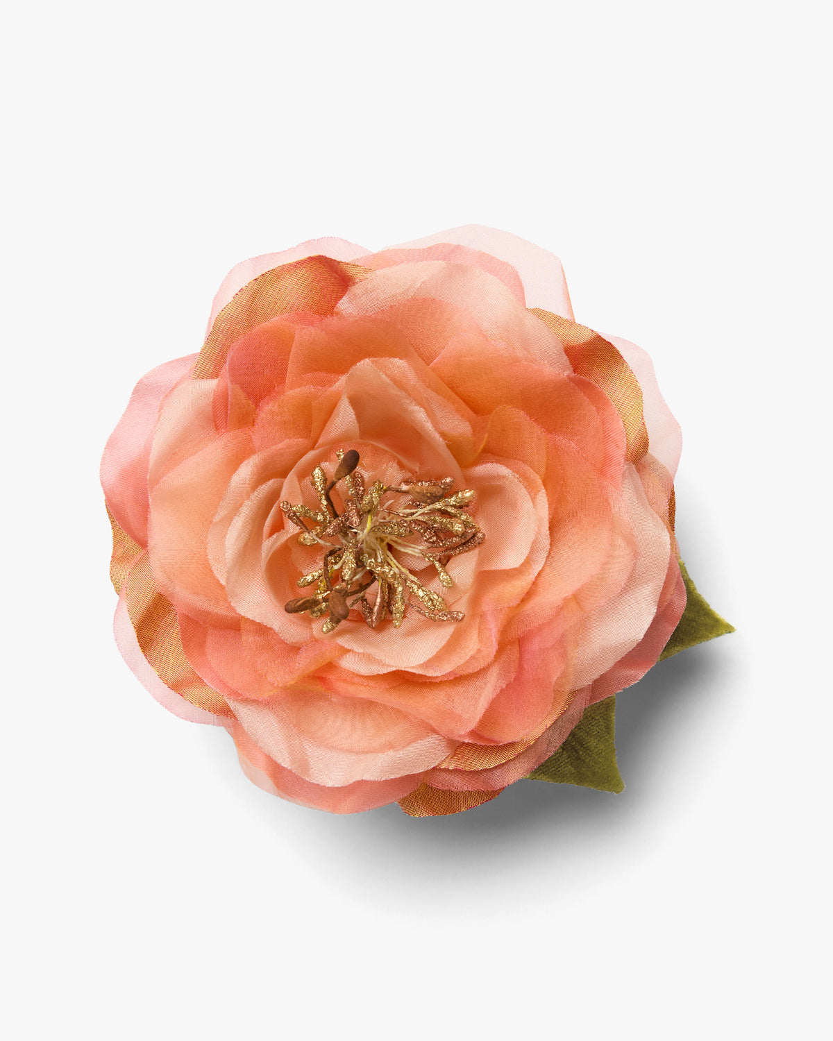 The Peach Open Rose