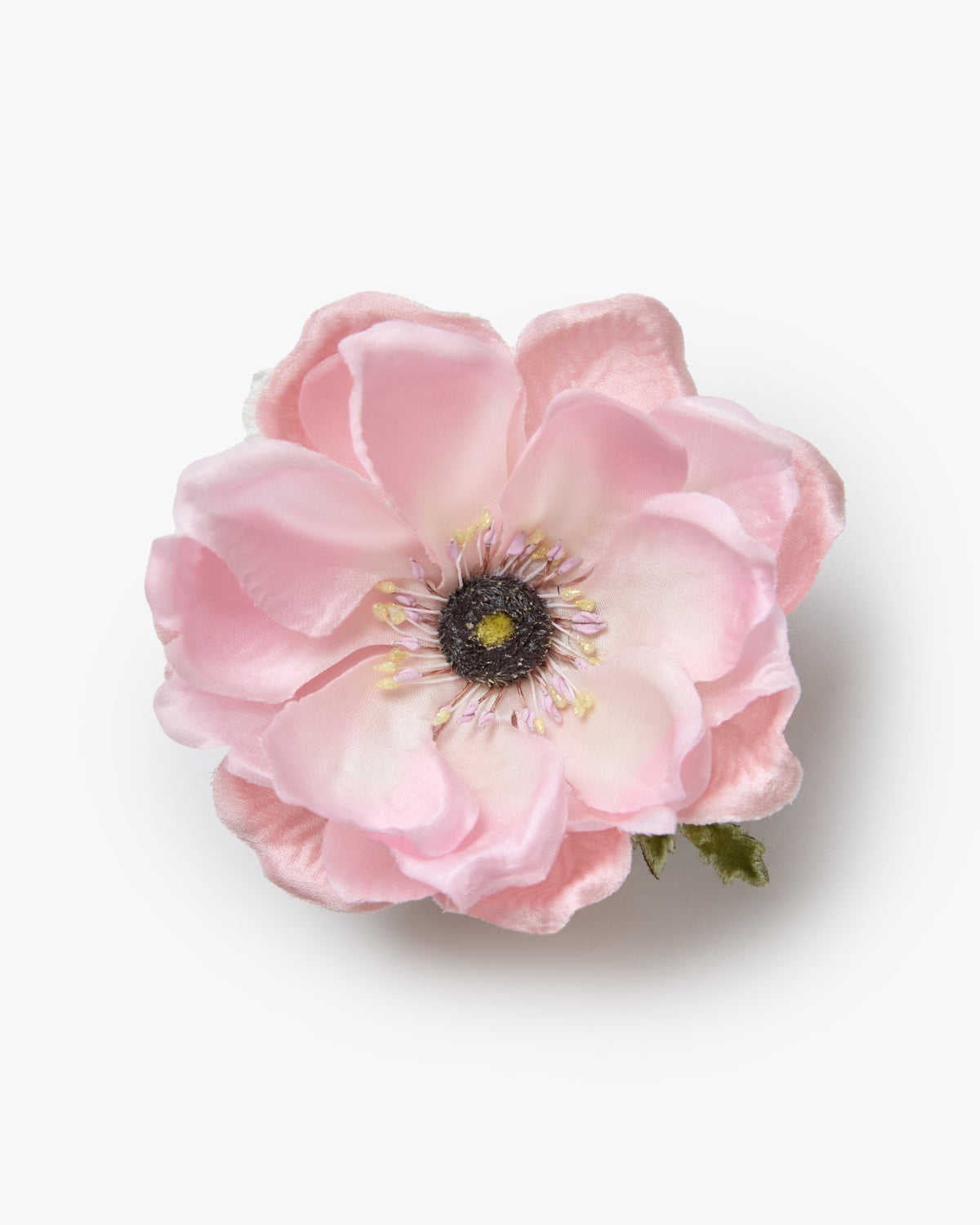 The Blush Anemone